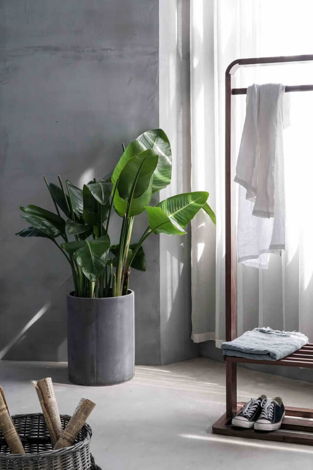 Bird of Paradise - Imagem 2