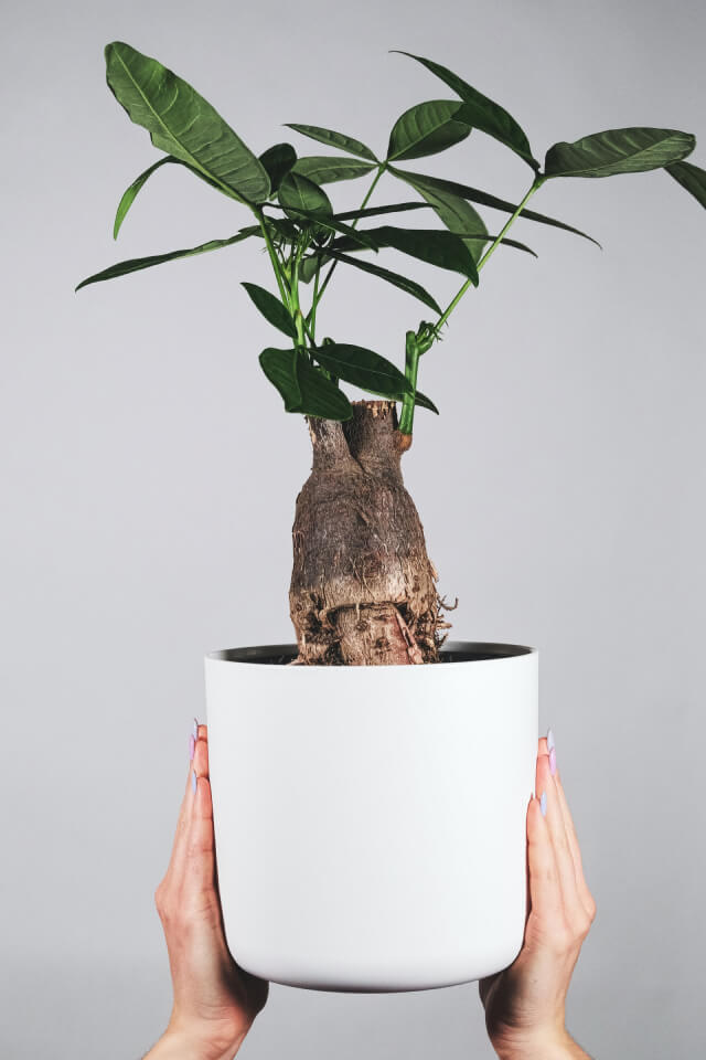 Pachira Braid - Imagem 2