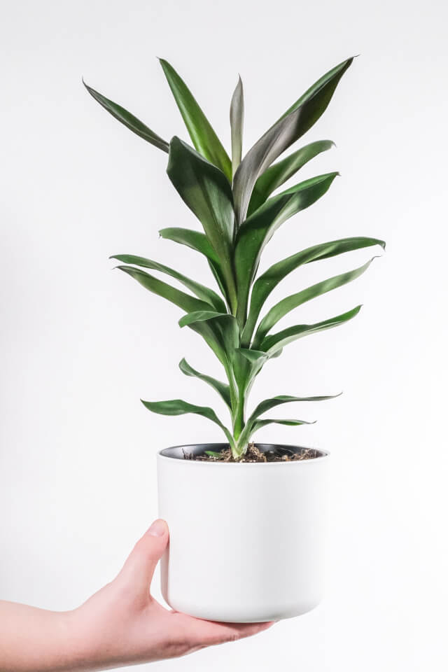 Dracaena Lisa - Imagem 2