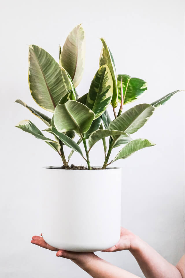 Calathea Beauty Star - Imagem 2